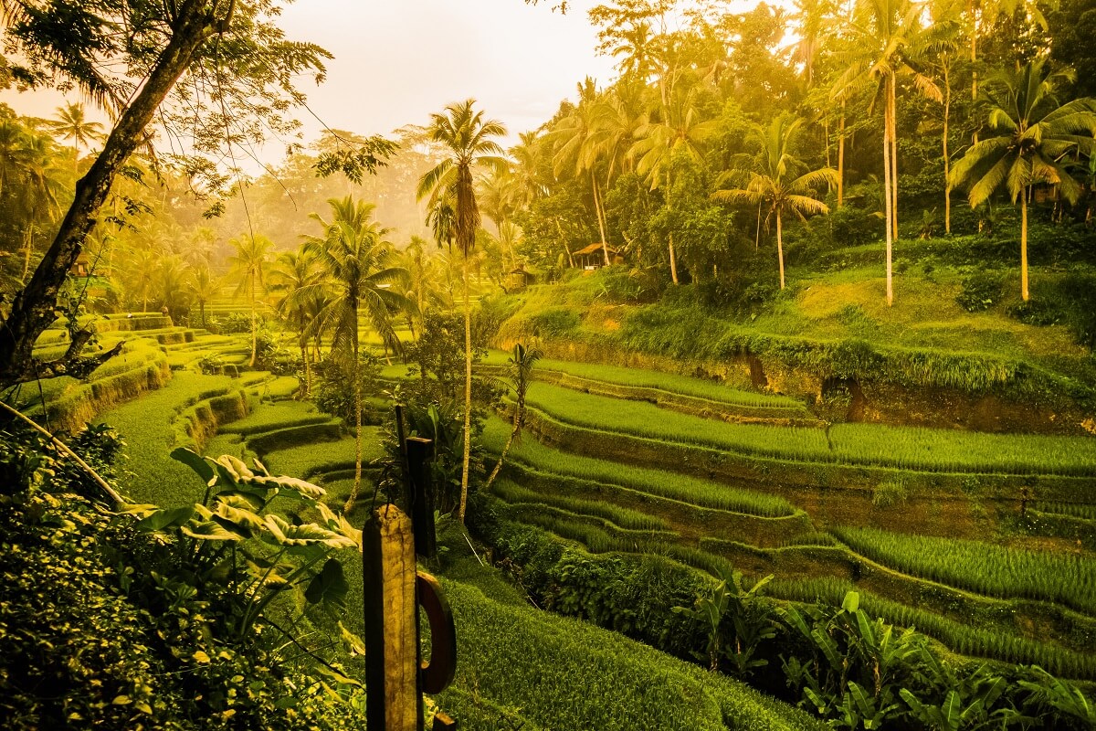 Experience The Best Things To Do In Ubud The Bali Activities